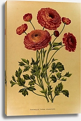 Постер Арендсен Арентина Ранункулюс Тюрбан Крадифлора