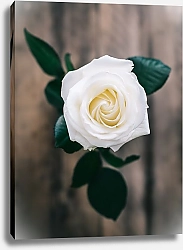 Постер Белая роза на деревянном столе