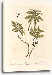 Постер Блэквелл Элизабет Лавровый лист молочая