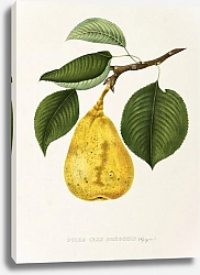 Постер Pears - Poire Iris Gregoire