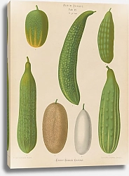Постер Бенари Эрнст Cucumbers