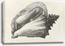 Постер Холлар Вецеслаус (грав) Pink conch