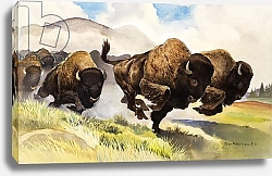 Постер Бэкхаус Д. (совр) These buffalo are bison, 1962