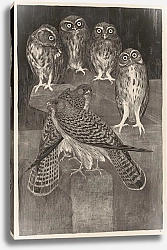 Постер Хойтема Тео Четыре маленькие совы и две пустельги