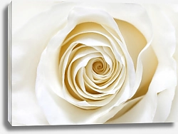 Постер Белая роза макро