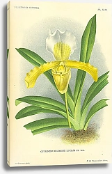 Постер Cypridedium Insigne Luciani em. Rod.