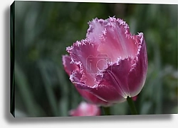 Постер Тюльпан 3
