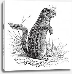 Постер Thirteen-lined ground squirrel or Ictidomys tridecemlineatus vintage engraving