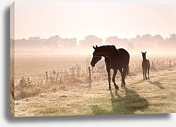 Постер Лошадь в тумане