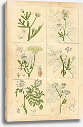 Постер Botanical Magazine #53