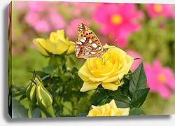 Постер Оранжевая бабочка на кусте жёлтой розы