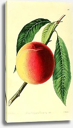 Постер Бельгийский персик
