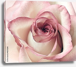 Постер Бело-розовая роза макро №2