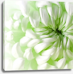 Постер Лепестки бледно-зелёного георгина