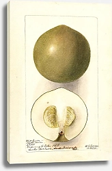 Постер Пассмор Дебора Казимироа эдулис: Сапота Бланко