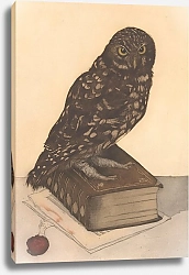 Постер Эвербэг Франц Сова, сидящая на книге