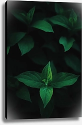 Постер Зеленые листья  на темном фоне