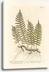 Постер Блэквелл Элизабет Стеновой папоротник или многоножка дуба