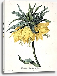 Постер Растение Императорская Корона, жёлтого цвета