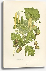 Постер Common British Oak, Hazel Nut