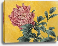 Постер delicate pink peony on a golden background