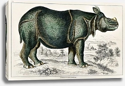 Постер Носорог из истории земли и живой природы (1820)