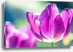 Постер Тюльпан на поле №4