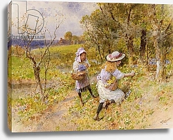 Постер Коулмен Уильям The Primrose Gatherers