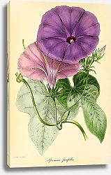 Постер Ipomoea Ficifolia