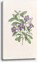 Постер Эдвардс Сиденем Lycium-like Solanum