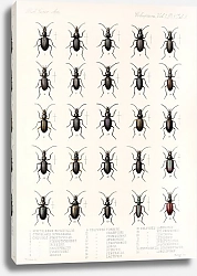 Постер Годман Фредерик Insecta Coleoptera Pl 029