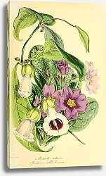 Постер Primula altaica, Gardenia Sherbournii