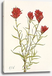 Постер Уолкотт Мари Кисть ланцетная. Кастилия ланцетолистная