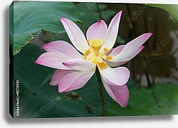 Постер Раскрытый цветок розового лотоса