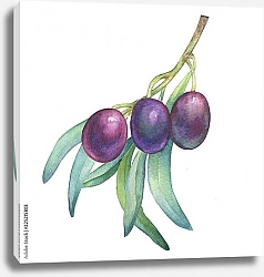 Постер Оливковая ветвь с тремя спелыми ягодами