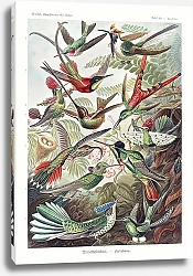 Постер Trochilidae–Kolibris
