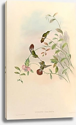 Постер Lophornis Chalybeus