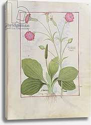 Постер Тестард Робинет (бот) Ms Fr. Fv VI #1 fol.144r Illustration from the 'Book of Simple Medicines'