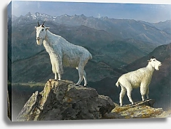 Постер Горные козлы