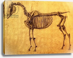 Постер Стаббс Джордж Finished Study for the First Skeletal Table of a Horse, c. 1766