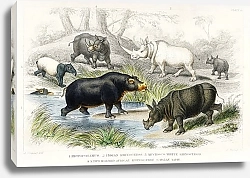 Постер Бегемот, индийский носорог, мухоко, белый носорог, двуглавый африканский носорог и малайский тапир