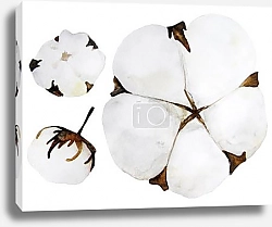 Постер Белые цветы хлопка