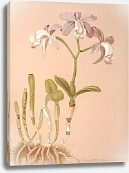 Постер Майнер Гарриет Стюарт Каттлея Лоддигезии.