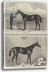 Постер Racehorse