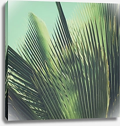 Постер Пальмовые листья под голубым небом
