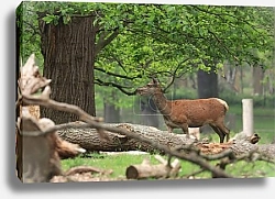 Постер Олень под раскидистым деревом
