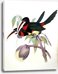 Постер Azara's Aracari