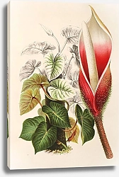 Постер Лемер Шарль Philodendron Daguense