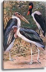 Постер Кунер Вильгельм Marabou and Jabiru, illustration from'Wildlife of the World', c.1910