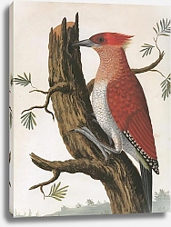 Постер Banded Woodpecker